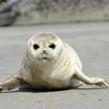 Am Sahlenburger As19 Apartment *